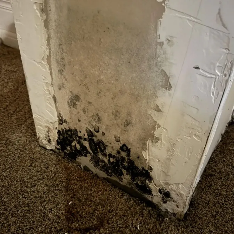 Professional Mold Removal in Lake Norman of Catawba, NC